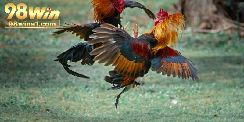 Bí quyết tham gia đỉnh cao từ các chuyên gia