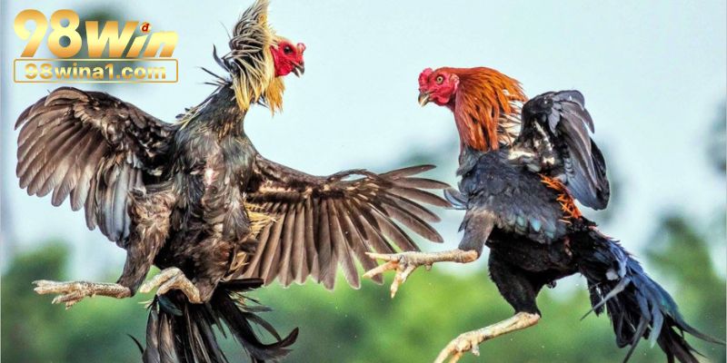 Luật chơi cơ bản do nhà cái 98win ban hành