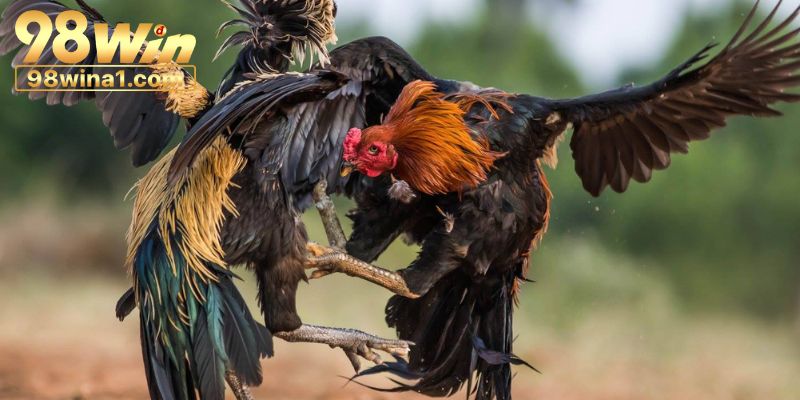 Điều hấp dẫn khi tham gia đá gà 98win