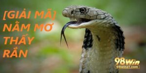 Mơ thấy rắn đánh gì có thưởng lớn tại 98WIN